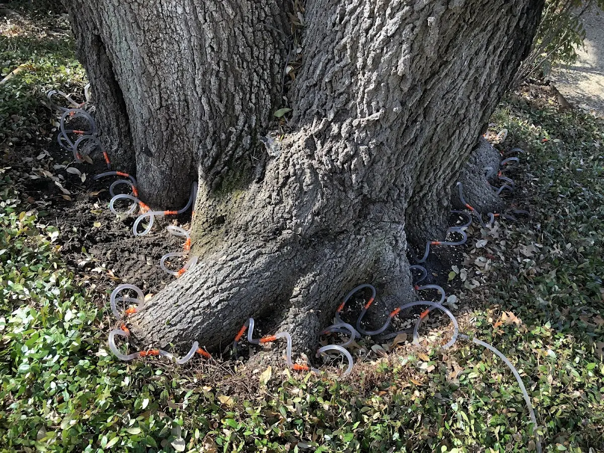 Detailed Tree Cabling and Bracing job site in Maple Heights